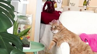 Милый кот