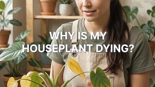 Why Is My Houseplants Dying?