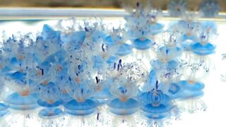 Blue Button Jellyfish Colony Floating on Water Surface in Aquarium 4K