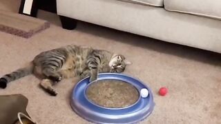 Милый кот 2