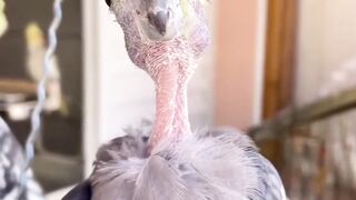 Cute parrot 4