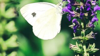 ✅Relax: Pause o Caos com Essa Calmaria Neuro