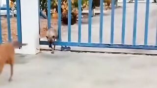 Dogz are very funny