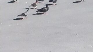 Beautiful birds 28
