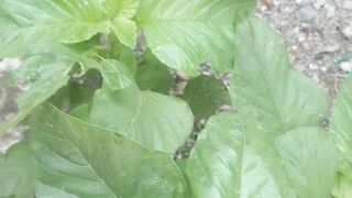 Bitter spinach scientific name amaranthus spinosus