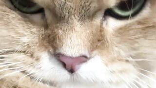 Kucing Lucu 9