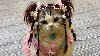 Kucing Penurut