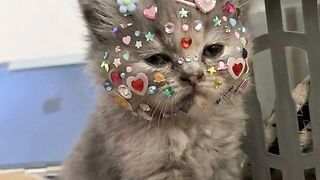 Kucing Stiker