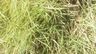 The scientific name for mini elephant grass zoysia matrella