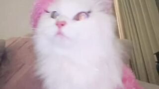 Kucing Putih Lucu
