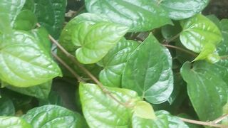 The scientific name of the betel plant piper betle