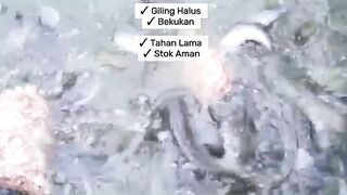 Alternative Feeding for Catfish