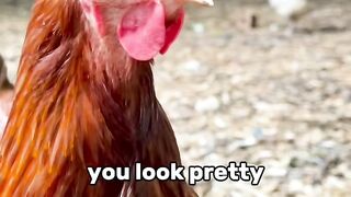funny video 751