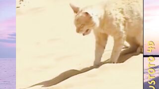 Reflek Kucing versi PLUSTOTO4D