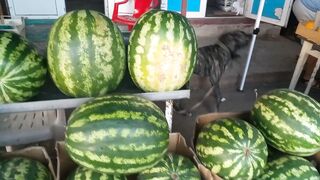 All Quiet on Eastern front: mini-market walkthrough