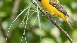Bird Built