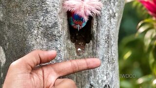 PawPop