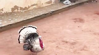 Hard man is afraid of Turkey