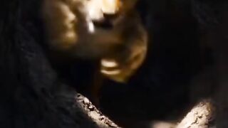Lion simba