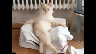 2022 TikTok funny animals 1 min