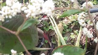 Polygonum auberttii