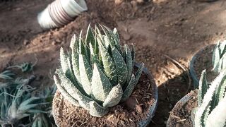 Zebra cactus