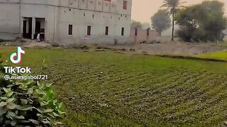 Tik tok view