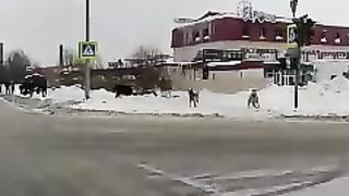 Медведь ????