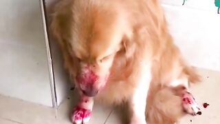 Dog Eating Dragon Fruit