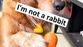 My Dog Is Not a Rabbit
