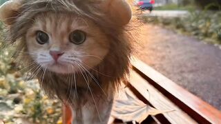 Cute cat cub
