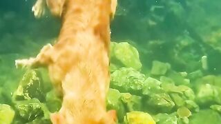 Deep Swimming Dog