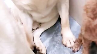 Who Broke It?
