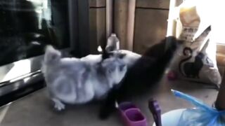 Crazed Cats Drag Each Other Around Like Wild Animals! Part 1