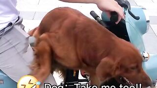 Dog Asked To Take Him Too