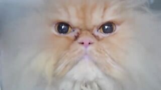 Beware_as_you_can_have_a_heart_attack!❤️????_Either_because_it's_too_cute_or_scary...