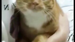 Adorable funny Cat