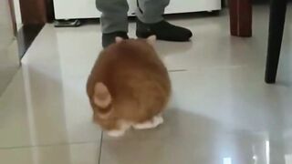 Lovely Cat