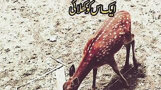 Islamic