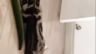 Los Mejores Videos de Gatos Chistosos 2023