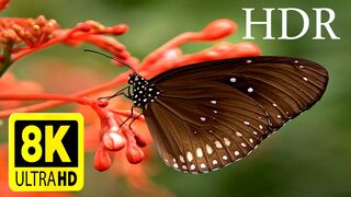8K HDR 60fps | Dolby Vision Demo in 2023 / butterfly hdr 8k video