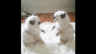 Cutest little cats
