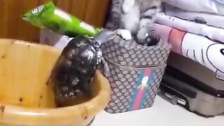 El mejor video de gatos más divertidos de 2022 ???????? Videos de gatos lindos ????