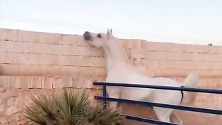 Very beautiful horse
