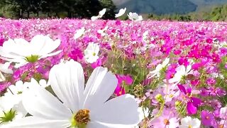 Beauty of flowers ???? to be relaxed