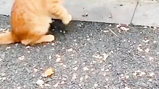 Best 2023 funny viral clip|If you like follow me