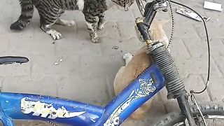 Cats fighting|Funny Cats|Cat fight