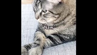 Cat funny video
