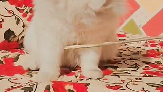cute cat