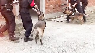 under review just army dog trening